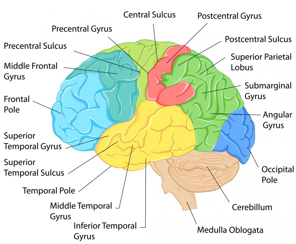 Labeled Brain Diagram Brain Anatomy Diagram Media | Images And Photos ...