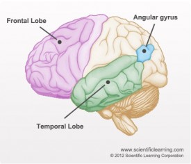 The Reading Brain: How Your Brain Helps You Read, and Why it Matters